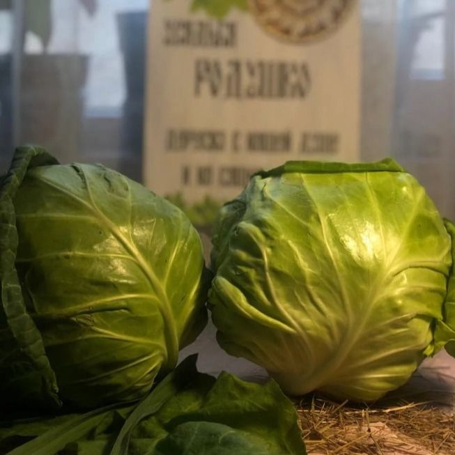 Капуста